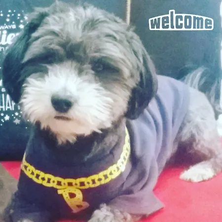 Capitao Mor Фару